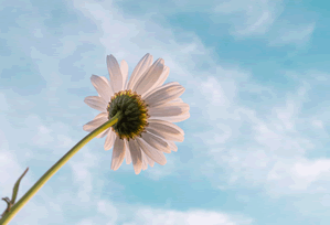 糖心网页版入口：最常见的3个坑点｜最狠的是这招